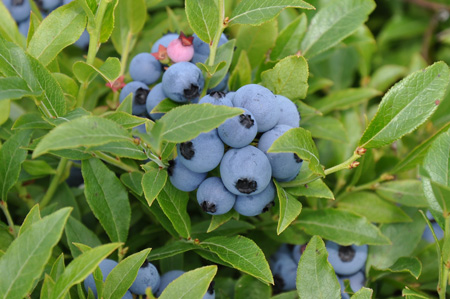 Wild Maine Blueberries