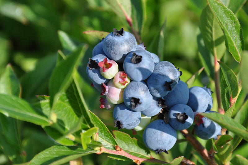 The nutrition in wild blueberries captures the attention of Parents Magazine