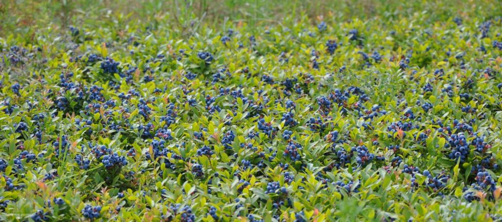 Wild Maine Blueberries