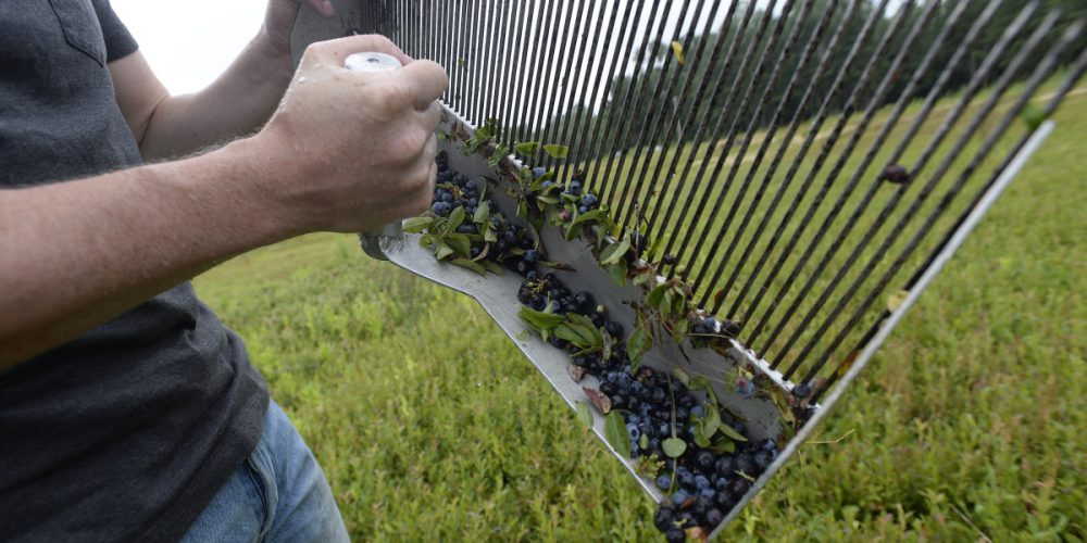 1551914_96245-20180802_blueberry536