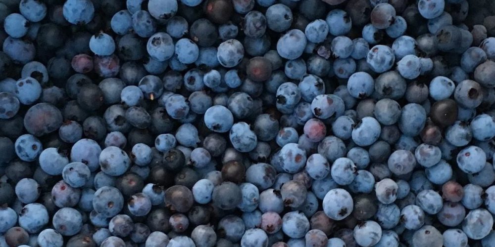 Lost & Found Farm - cropped wild blueberries